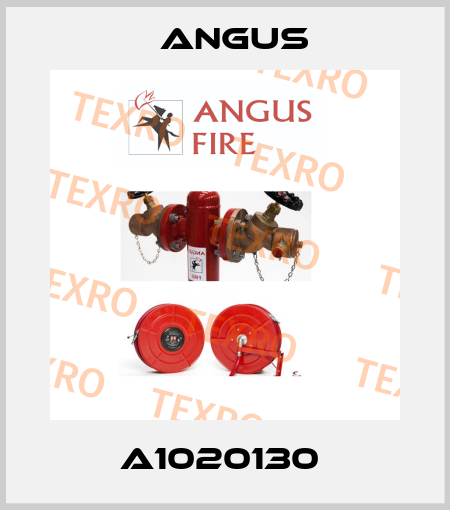 A1020130  Angus